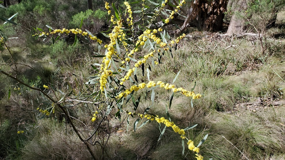 The lovely Cinnamon Wattle is flowering